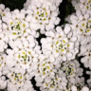 Meet your Posher, Ella